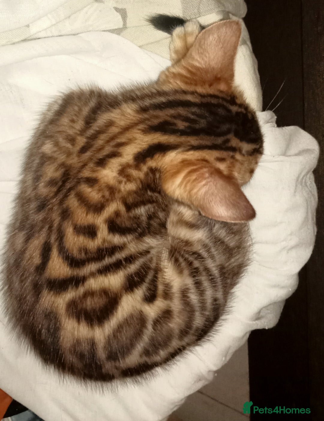 Bengal cats for sale: Best of Bengal - Image 12