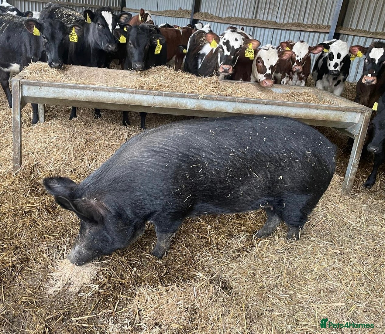 Pig livestock Large Black x Tamworth Sow - Advert 14