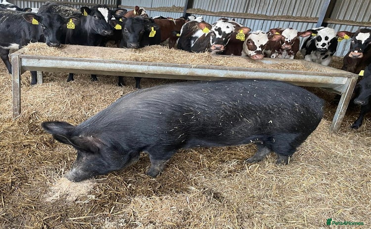 Pig livestock Large Black x Tamworth Sow - Advert 2
