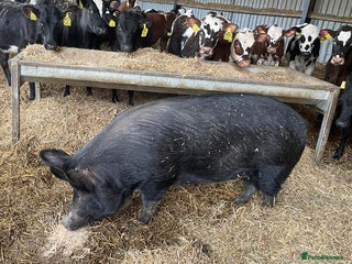 Pig livestock for sale: Large Black x Tamworth Sow - Advert 1