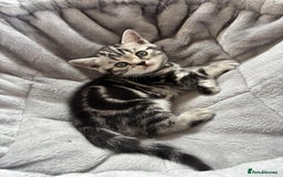 British Shorthair cats for sale: ❤️💙 GORGEOUS SILVER TABBY BSH CHAMPION LINES 💙❤️ - Image 17