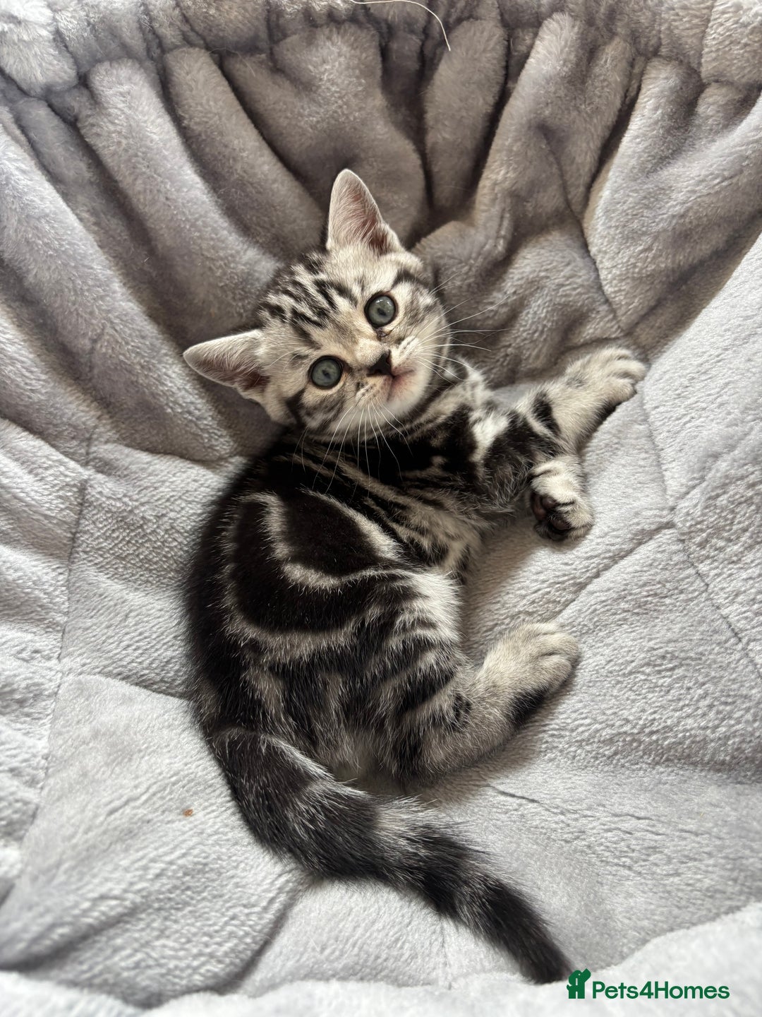 British Shorthair cats for sale: ❤️💙 GORGEOUS SILVER TABBY BSH CHAMPION LINES 💙❤️ - Image 17