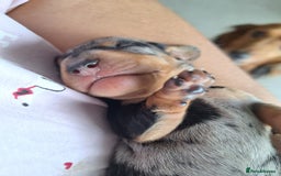 Dachshund dogs for sale: Smooth haired dachshund puppys  - Image 2