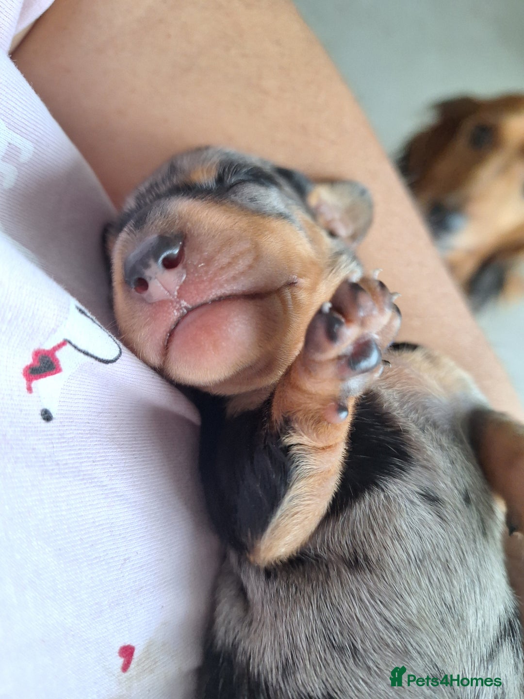 Dachshund dogs for sale: Smooth haired dachshund puppys  - Image 2