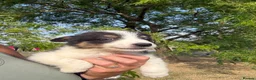 Border Collie dogs for sale: Beautiful Tri Border Collies looking for 5⭐️ homes - Advert 21