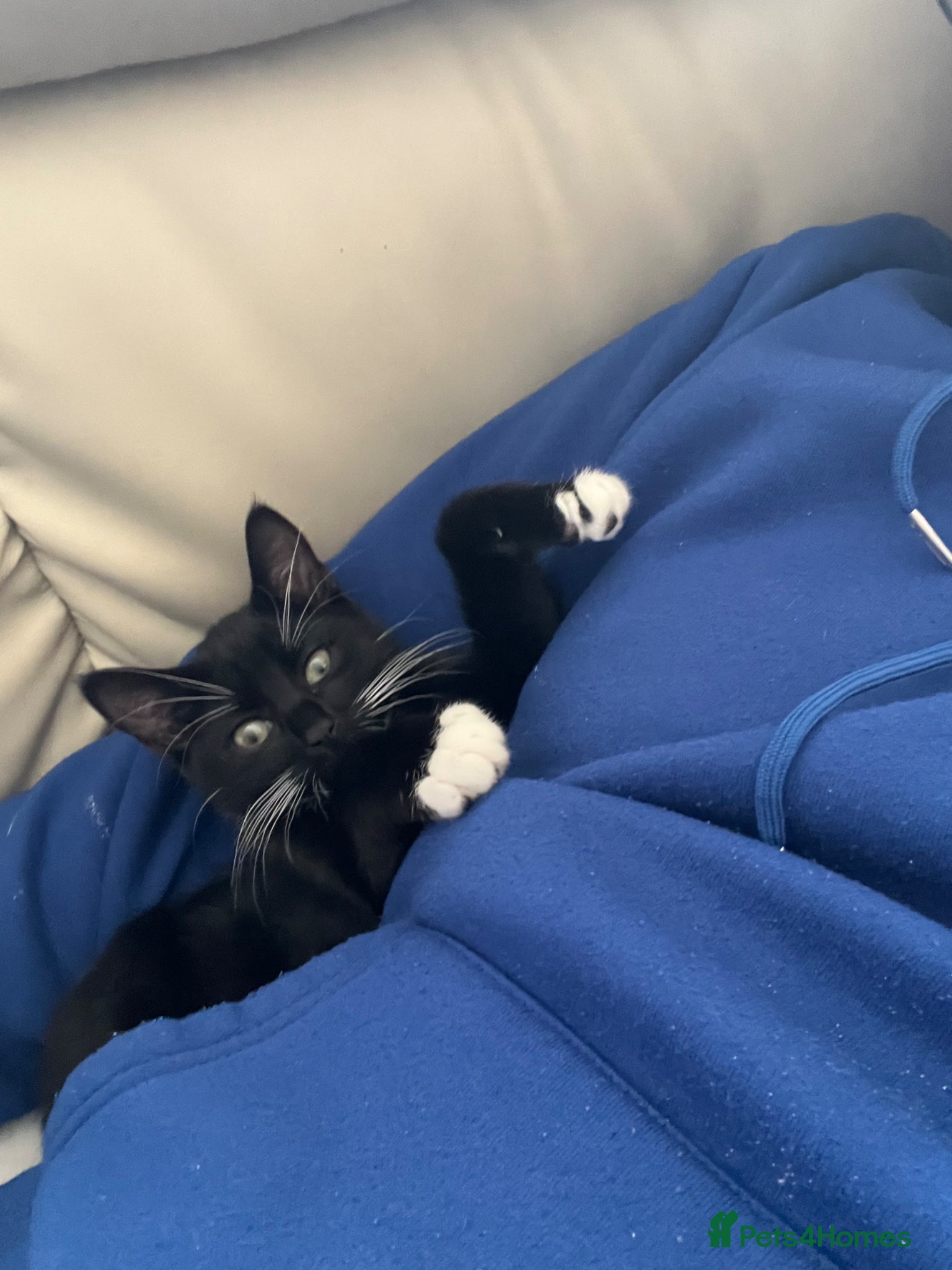 Mixed Breed cats Loving male cat called socks - Advert 7