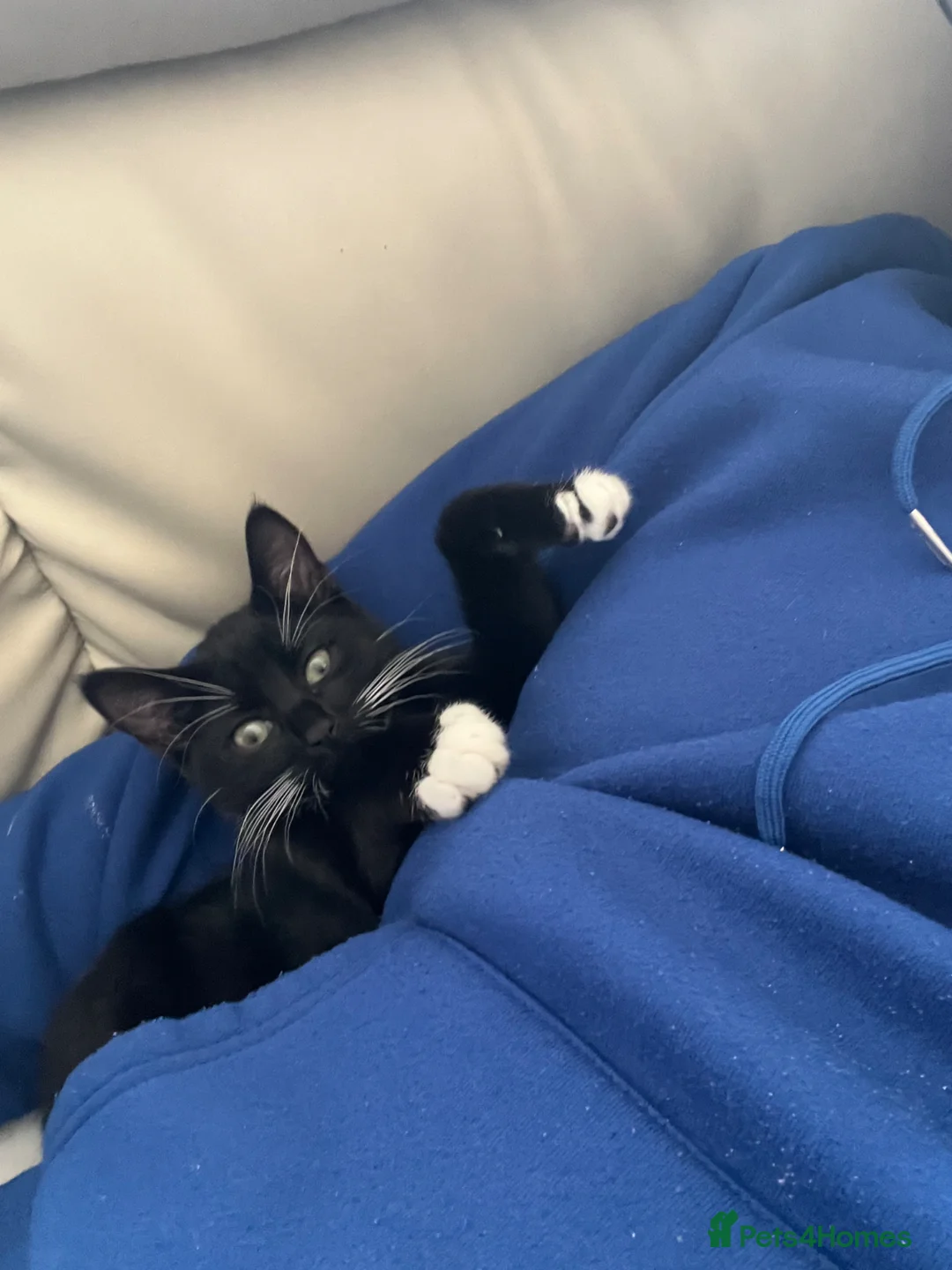 Mixed Breed cats for sale: Loving male cat called socks - Advert 1