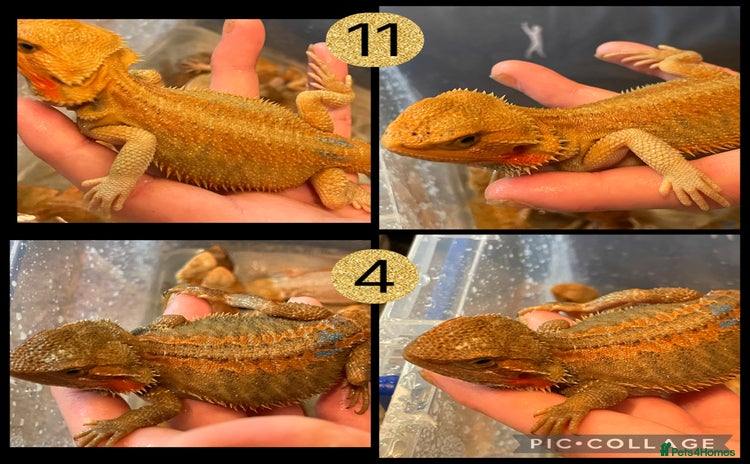 Bearded Dragon reptiles - Advert 4