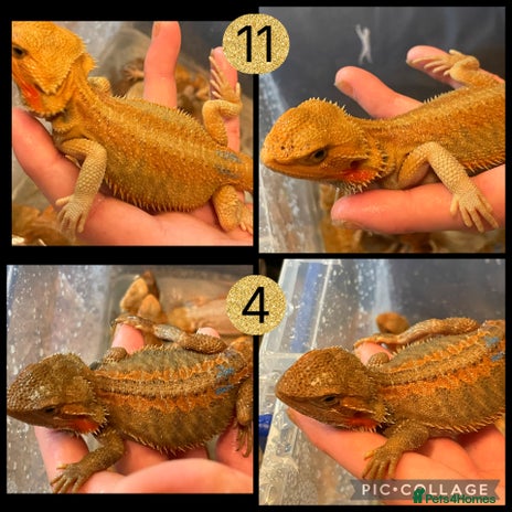 Bearded Dragon reptiles - Advert 3