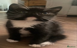 British Shorthair cats for sale: male British short haired black and white kittens  - Image 12