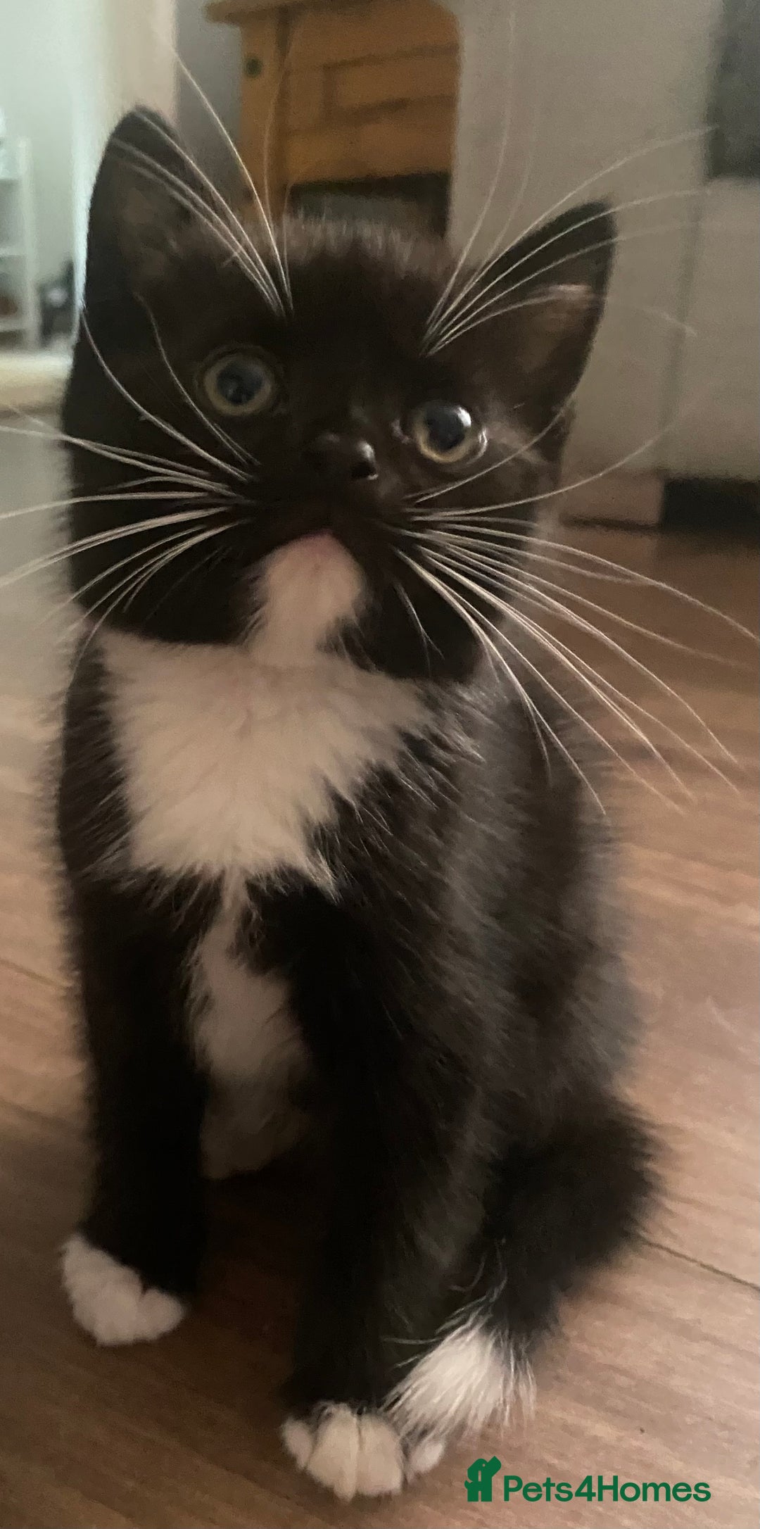 British Shorthair cats for sale: male British short haired black and white kittens  - Image 12