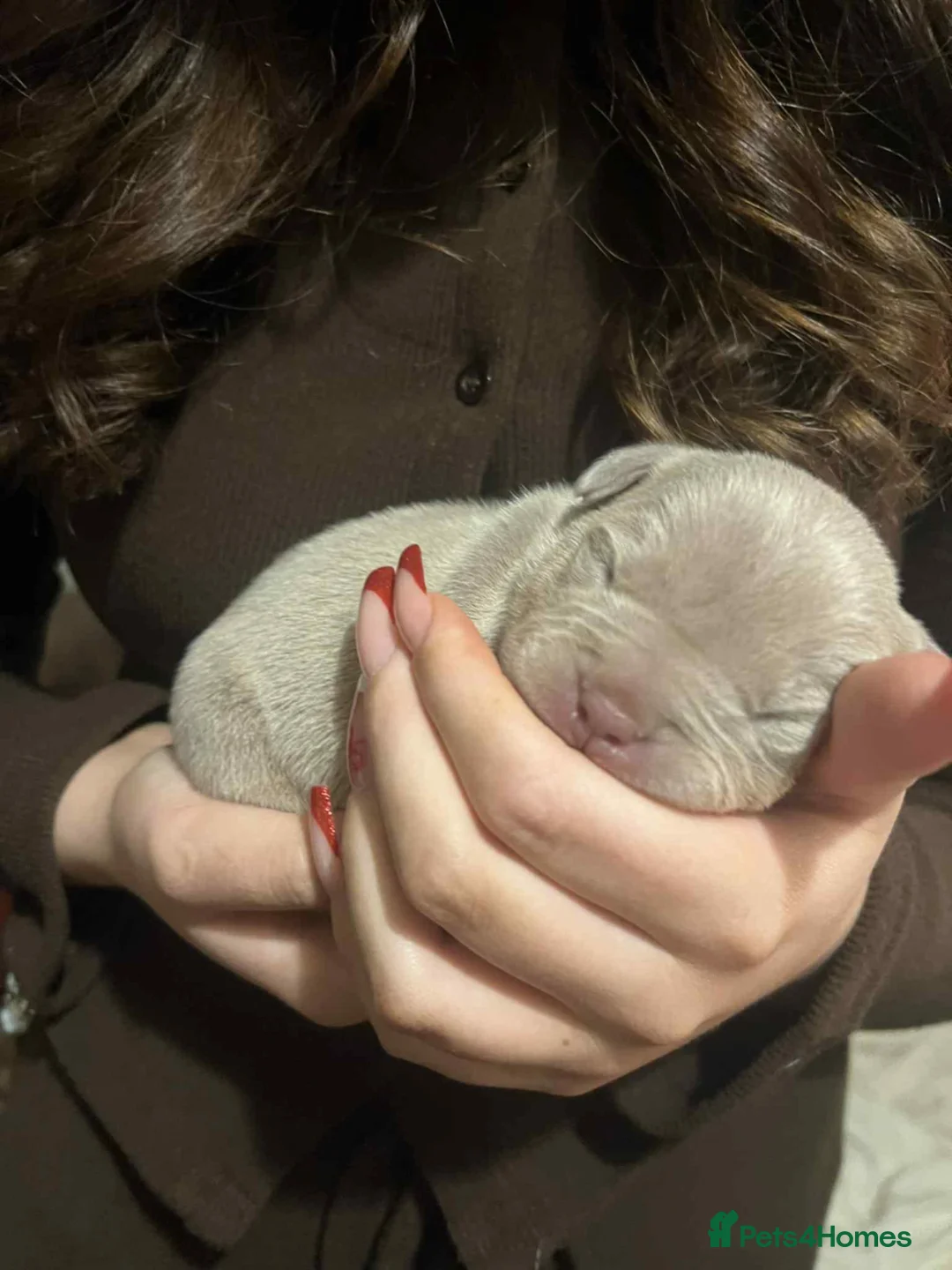 Mixed Breed dogs for sale: Exotic micro bullys - Advert 6