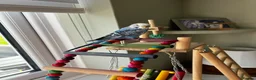 Budgerigars birds for sale: Two young budgies with cage and accessories in Llanidloes - Advert 1