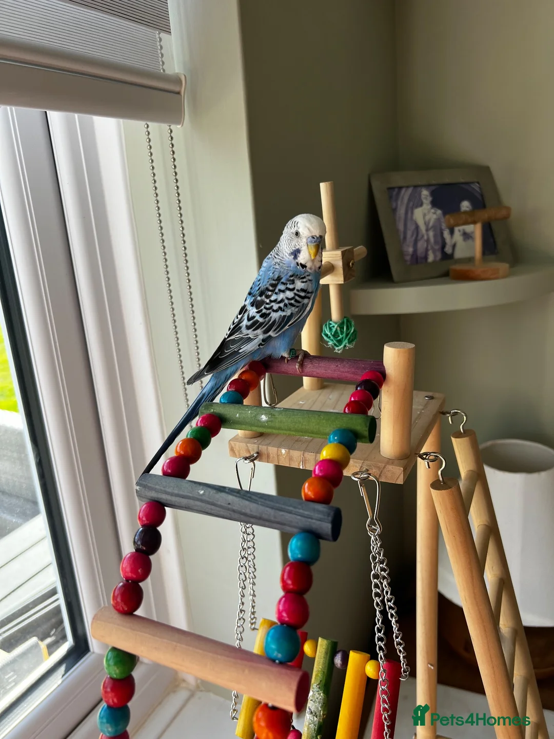Budgerigars birds for sale: Two young budgies with cage and accessories in Llanidloes - Advert 1
