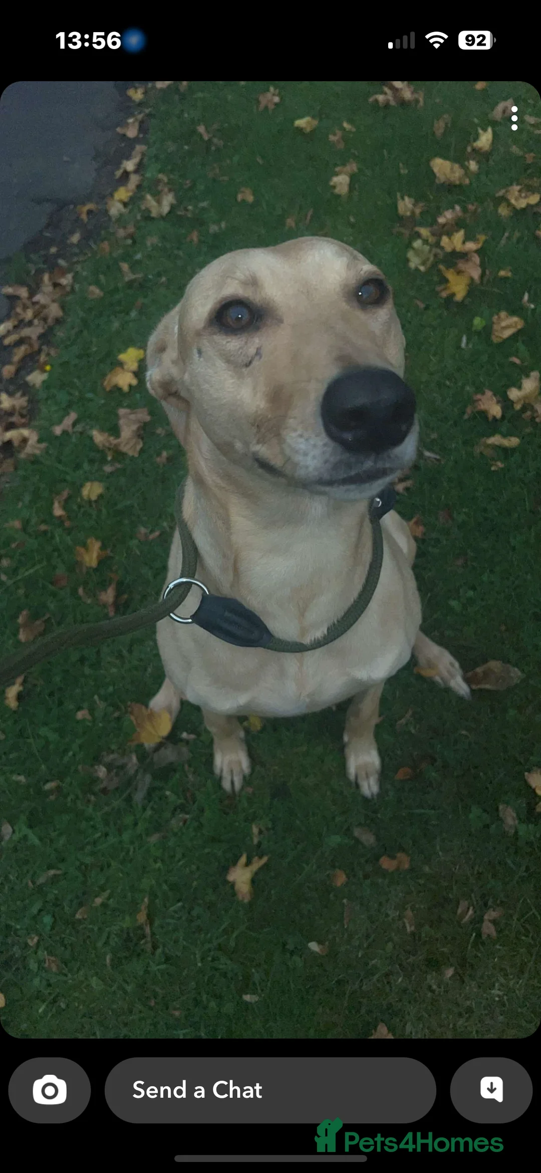 Lurcher dogs for sale: Lurcher bull cross  - Advert 2