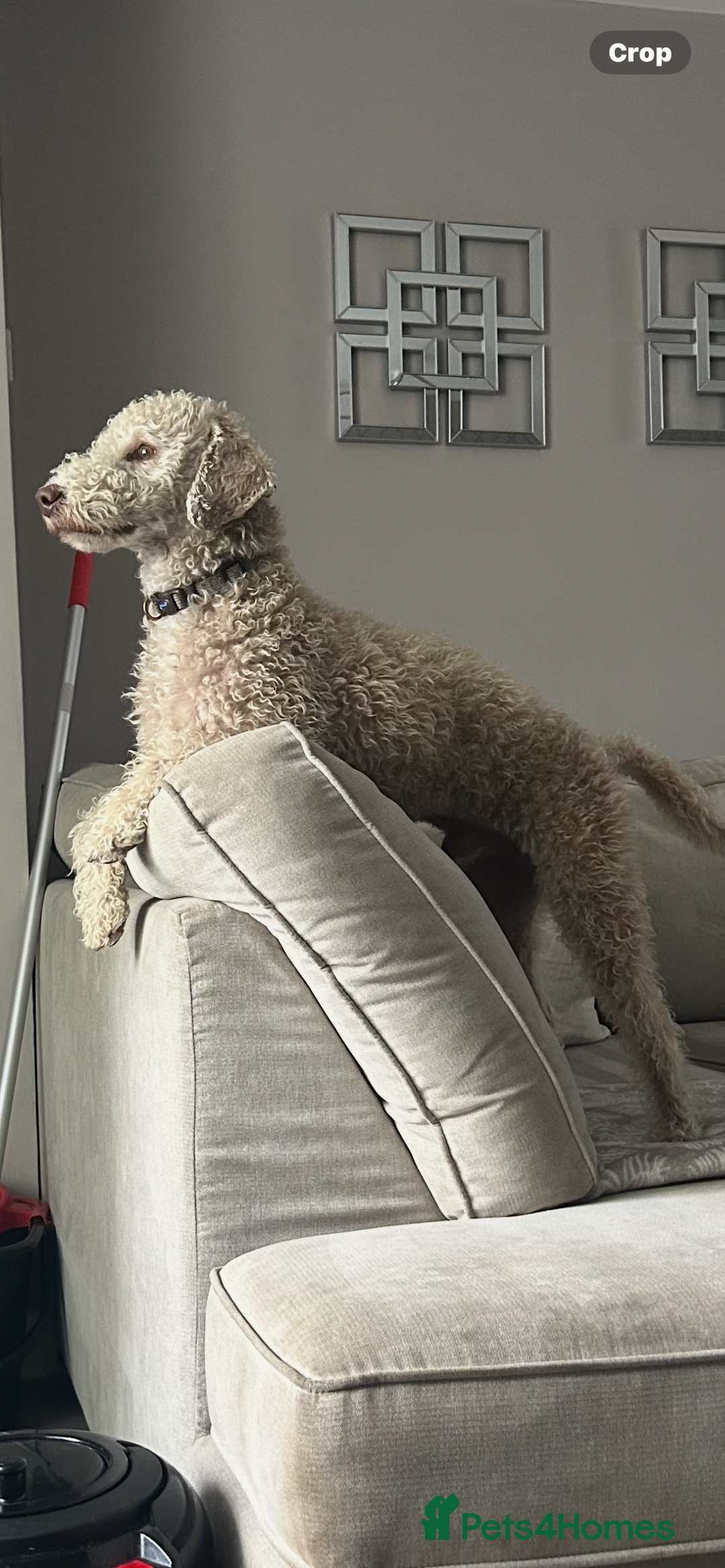 Bedlington Terrier dogs for stud: Liver Bedlington terrier for stud. in Darlington - Image 10
