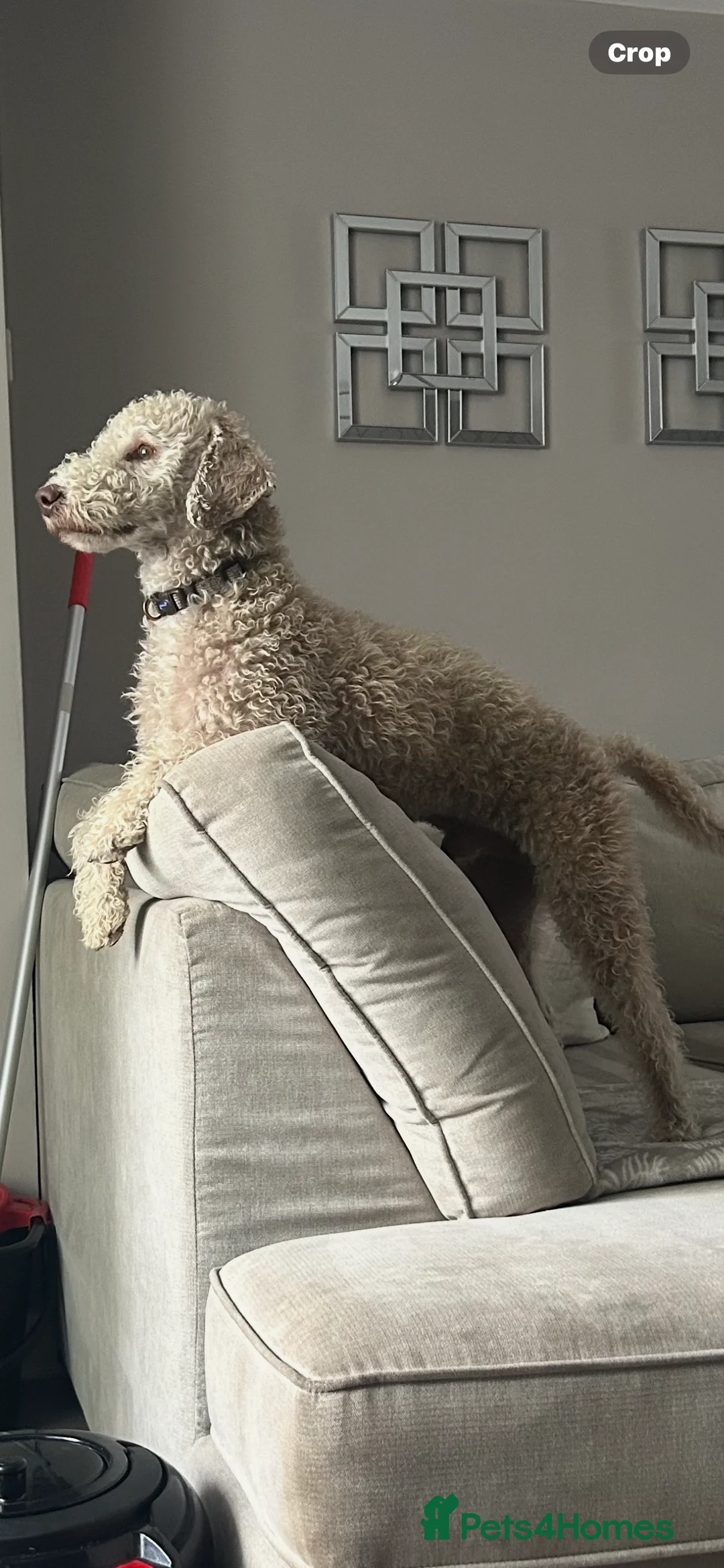 Bedlington Terrier dogs for stud: Liver Bedlington terrier for stud. in Darlington - Advert 10