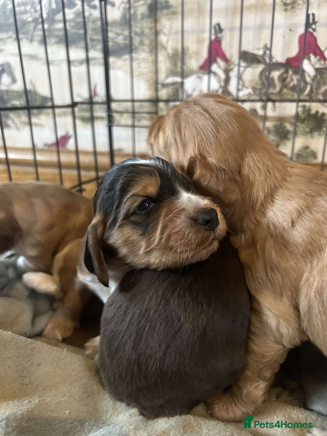 Cocker Spaniel dogs for sale: Cocker spaniel puppies for sale.  - Image 10