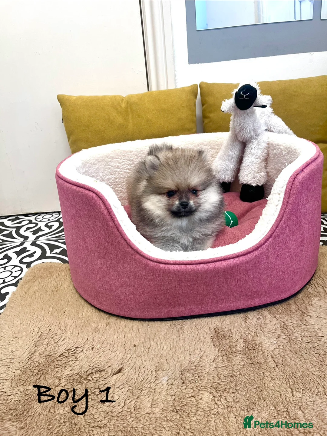 Pomeranian dogs for sale: Top Quality 🐻 Teddy Bears  - Advert 18