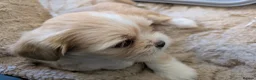 Lhasa Apso dogs for sale: Lhasa Apso puppies in Kent - Advert 14