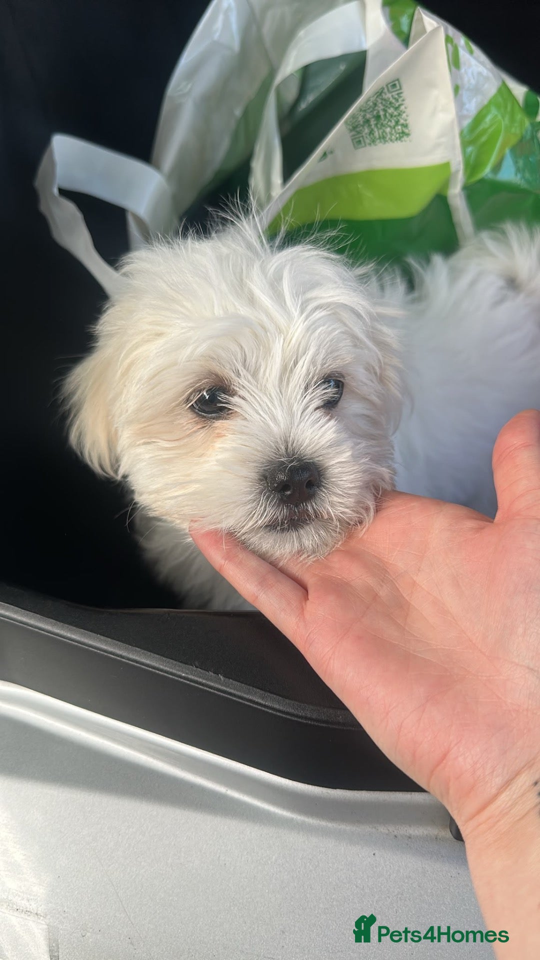 Maltese dogs for sale: Maltese puppy for sale  - Advert 18