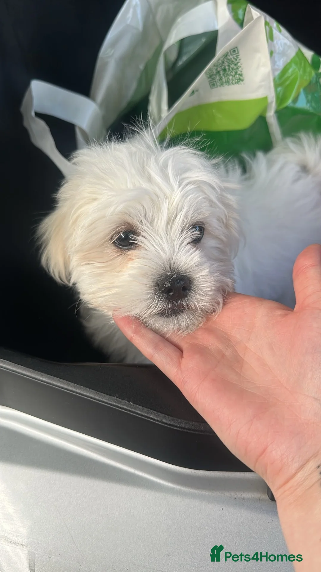 Maltese dogs for sale: Maltese puppy for sale  in Lutterworth - Advert 1