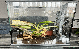 Gecko reptiles for sale: Sunstone Gecko - Image 4