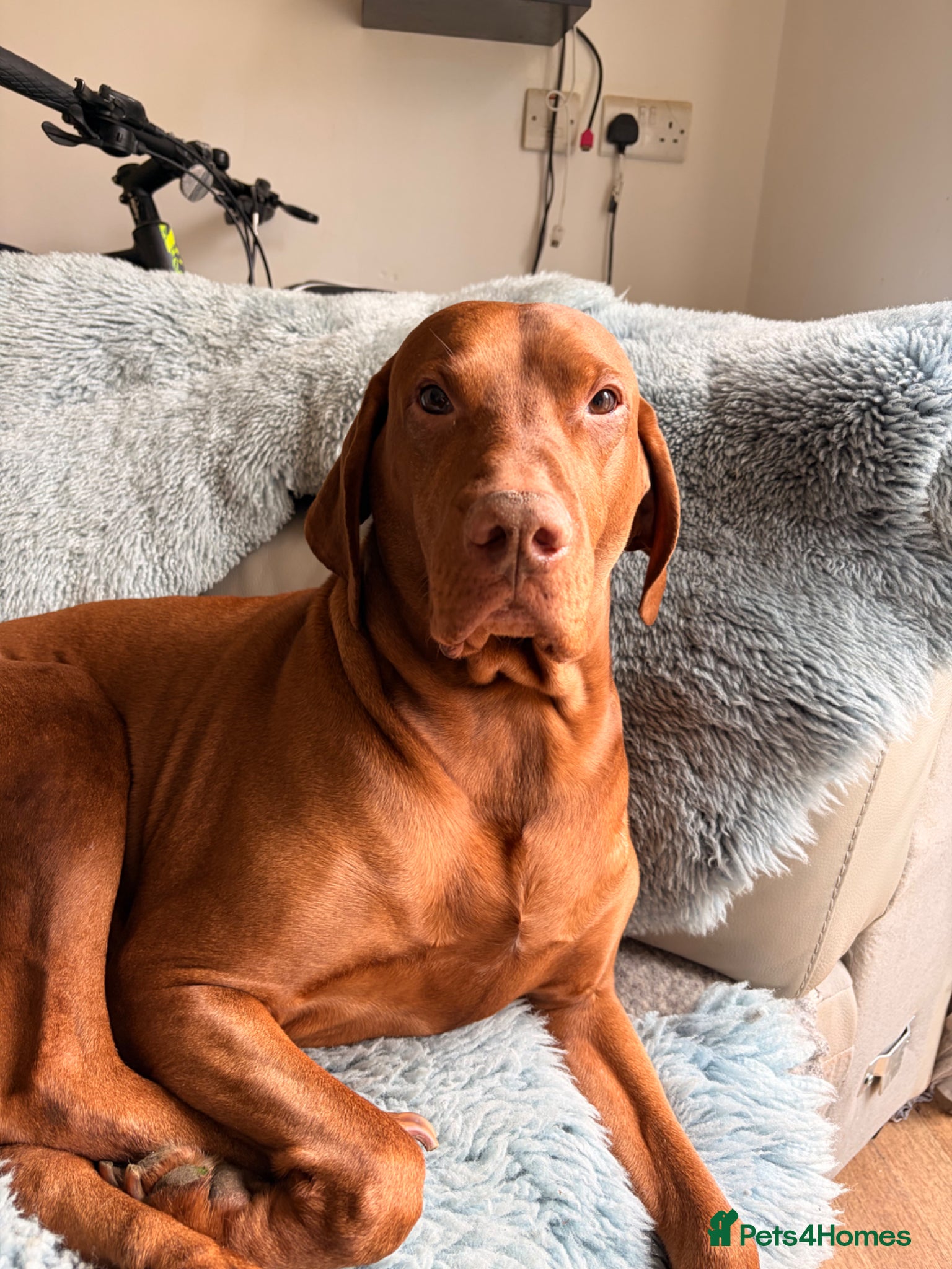 Hungarian Vizsla dogs Beautiful Hungarian Vizla for Stud - Advert 9