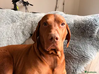 Hungarian Vizsla dogs Beautiful Hungarian Vizla for Stud - Advert 6