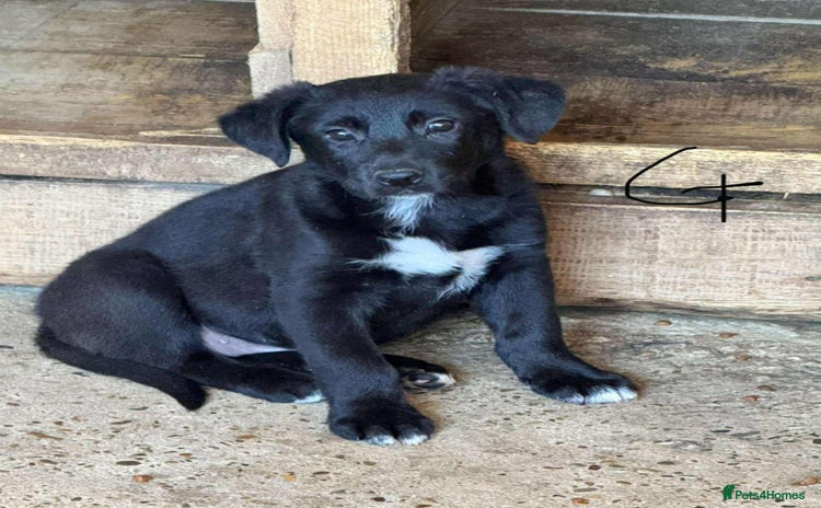 Mixed Breed dogs - Advert 5