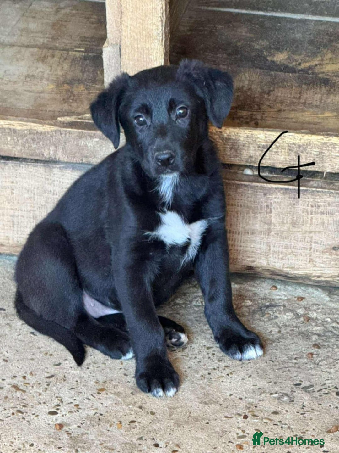 Mixed Breed dogs for adoption: 💝 💝🐾🐾INTRODUCING PUPPY GIRL PEGGY 🐾🐾🐾🐾🐾 - Image 1