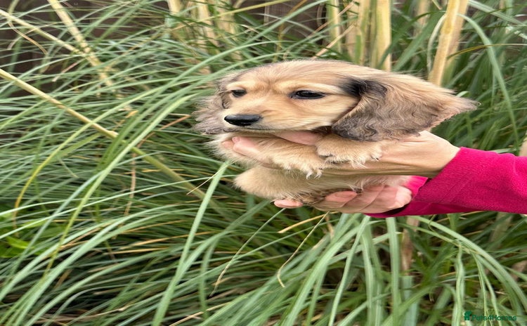 Miniature Dachshund dogs - Advert 15