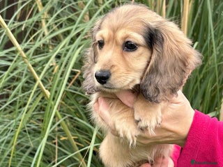 Miniature Dachshund dogs - Advert 6