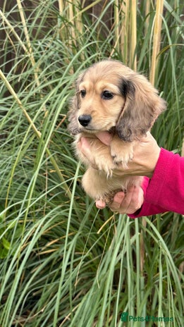 Miniature Dachshund dogs - Advert 4