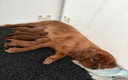Cavapoo dogs for sale: Extensively Tested Stunning Toy F1 Red Cavapoo’s - Image 3
