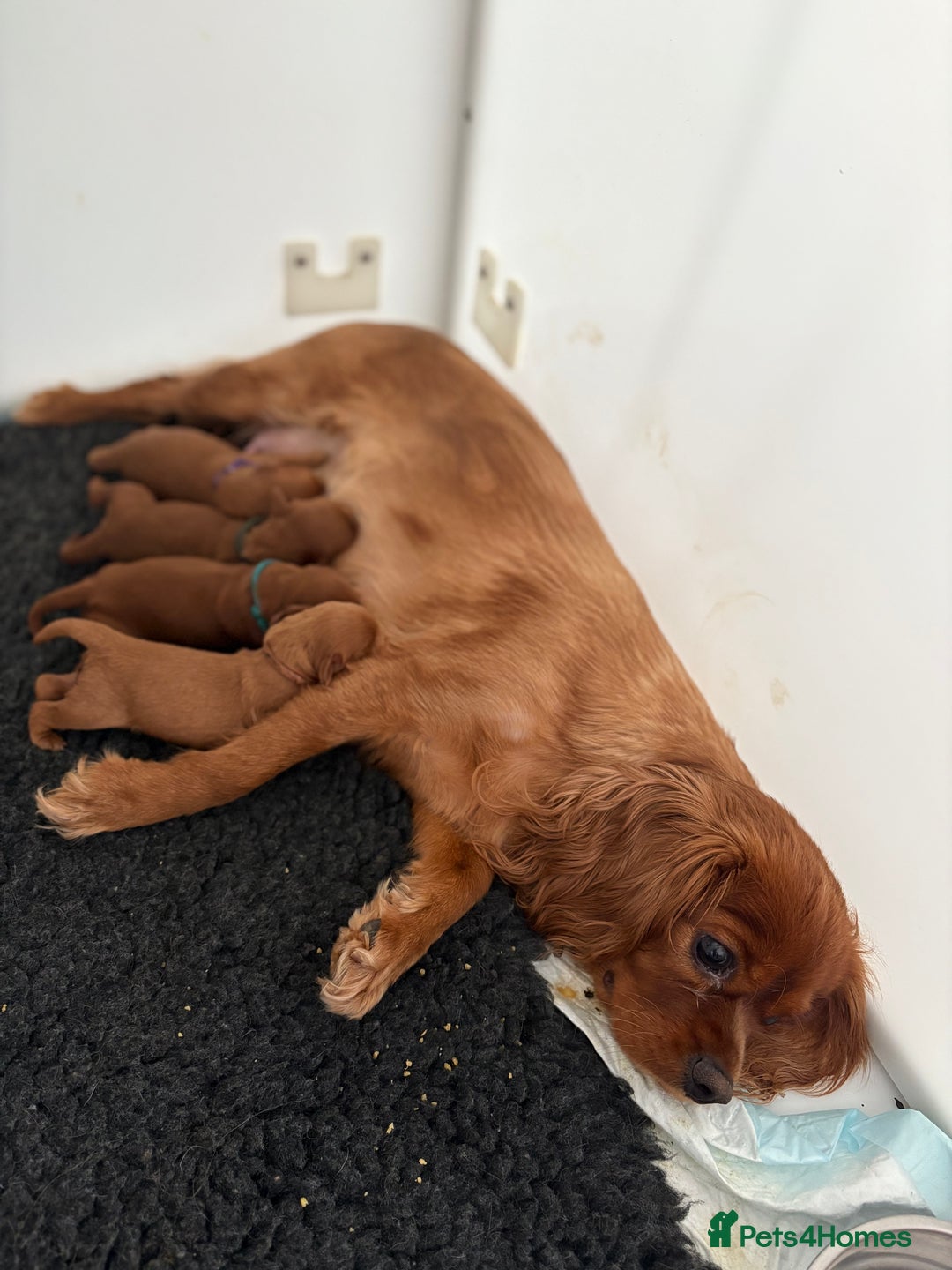 Cavapoo dogs for sale: Extensively Tested Stunning Toy F1 Red Cavapoo’s - Image 3