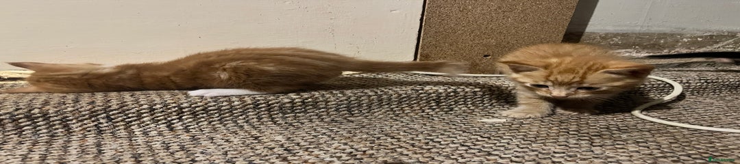 Mixed Breed Kitten 2