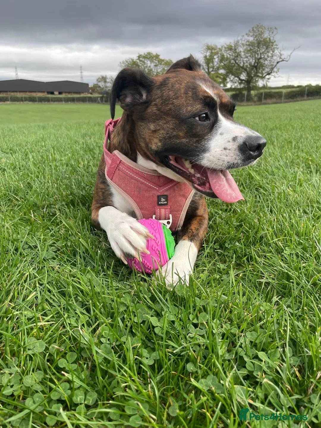 Staffordshire Bull Terrier dogs for sale: 3yr old staffy x bulldog  - Advert 2
