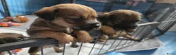 Border Terrier dogs for sale: **Border Terrier Puppies** in Glasgow - Advert 5