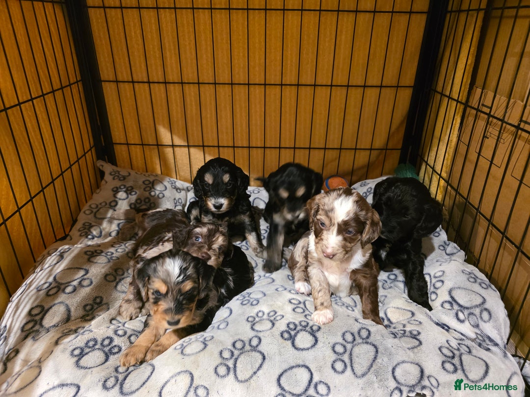 Cockapoo dogs for sale: Beautiful F1b cockapoo puppies  - Advert 9