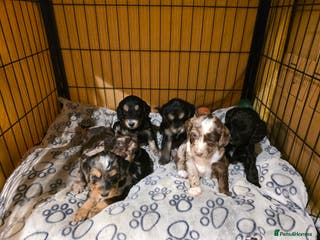 Cockapoo dogs Beautiful F1b cockapoo puppies - Advert 4