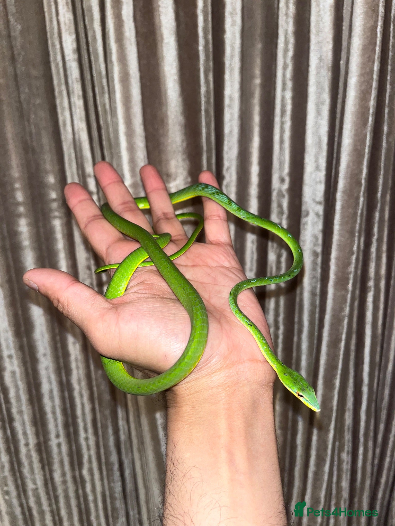 Snake reptiles Asian Vine Snake - the most beautiful snake! - Advert 2