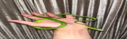 Snake reptiles for sale: Asian Vine Snake - the most beautiful snake! - Advert 7