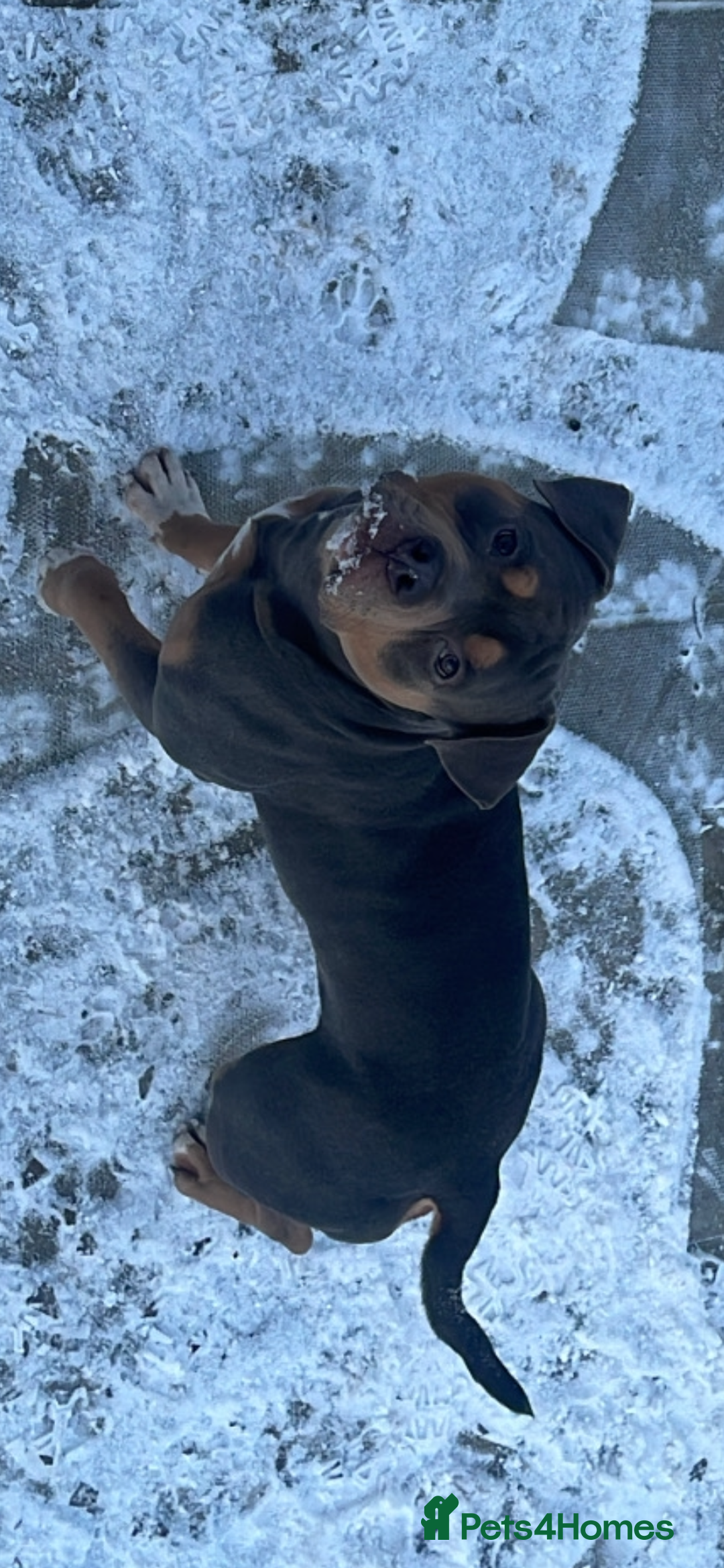 Mixed Breed dogs for sale: American Bully/ Blue American Staffordshire  - Advert 2