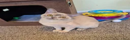 Burmese cats for sale: Beautiful Pedigree Lilac Tortie Burmese Kitten - Advert 1