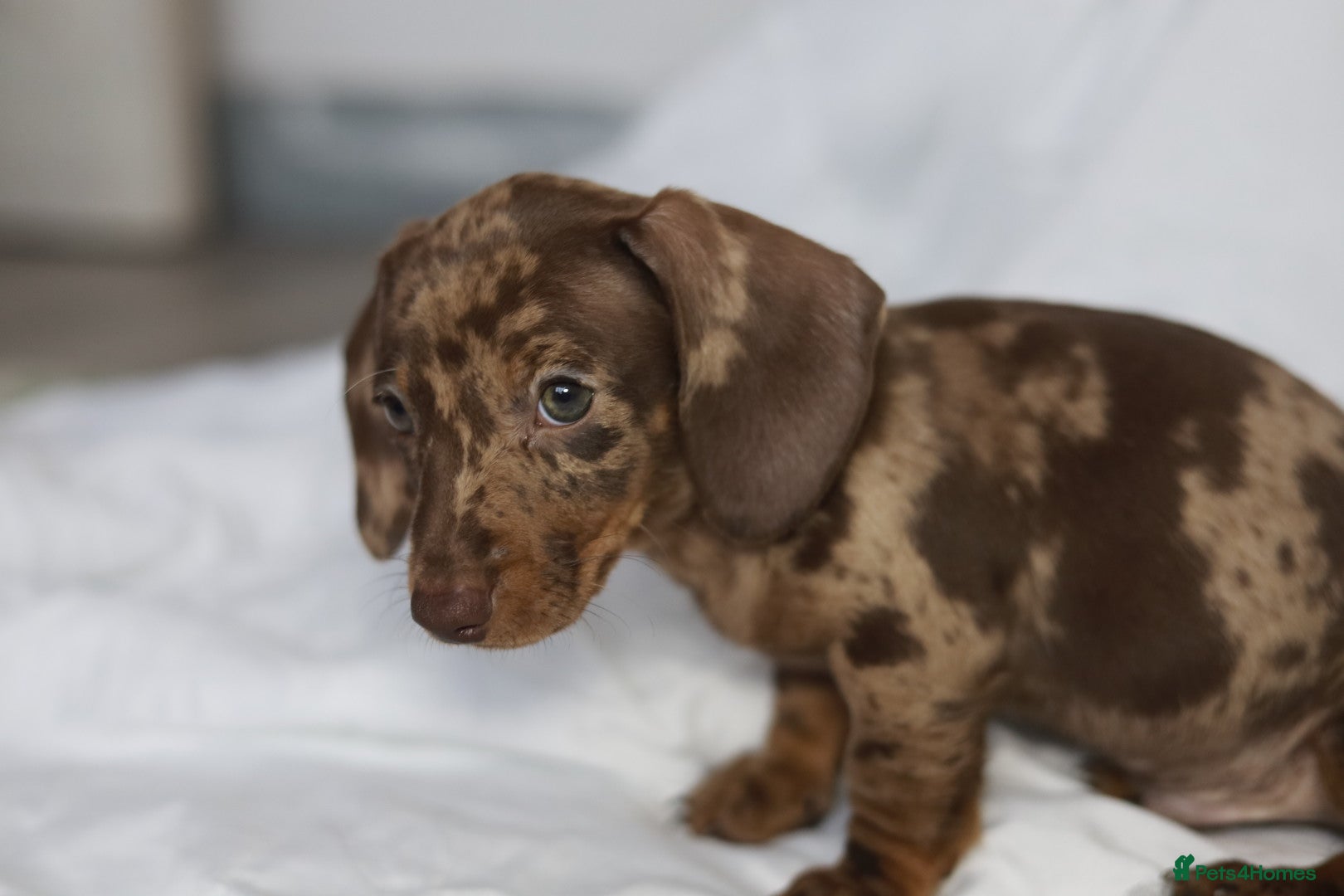 Miniature Dachshund dogs KC reg miniature dachshund only 3 boys left  - Advert 2