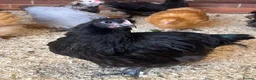 Chickens poultry for sale: Chickens various breeds - Advert 3