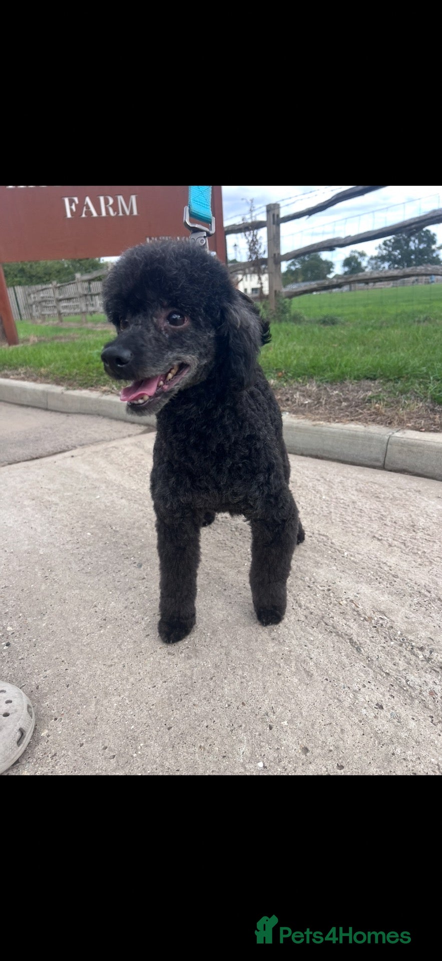 Toy Poodle dogs for sale: Toy poodle  - Advert 23