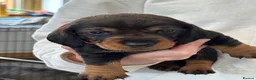 Dachshund dogs for sale: Standard Wired Haired Dachshund/ Teckel  - Advert 2