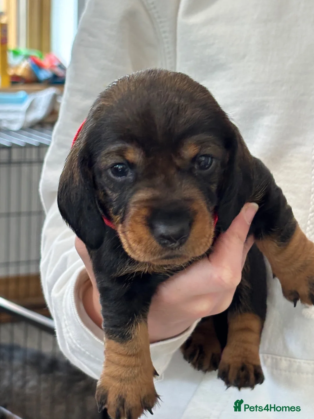 Dachshund dogs for sale: Standard Wired Haired Dachshund/ Teckel  - Advert 2